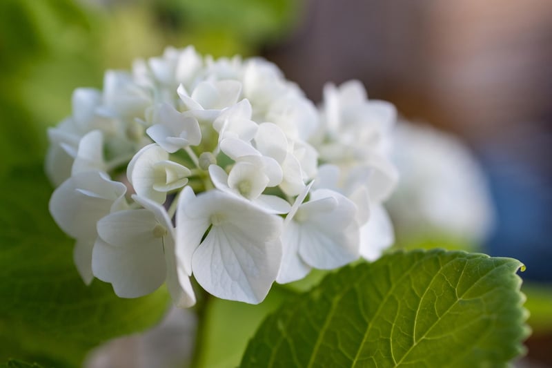 Tissue Paper Flowers