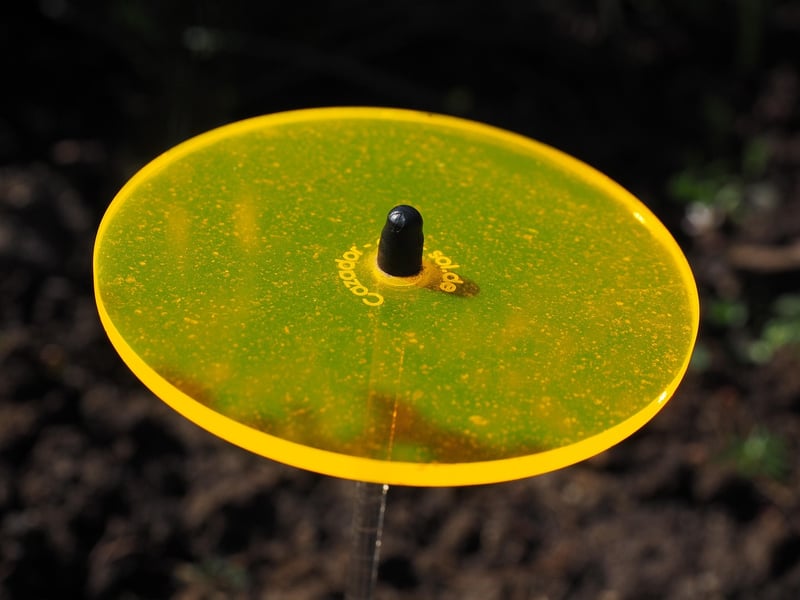 Nature Suncatchers